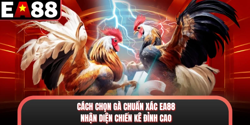 Cách Chọn Gà Chuẩn Xác EA88 - Nhận Diện Chiến Kê Đỉnh Cao