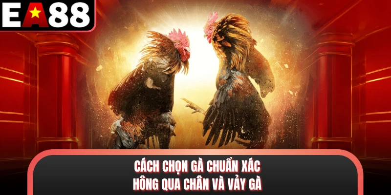 Cách chọn gà chuẩn xác thông qua chân và vảy gà