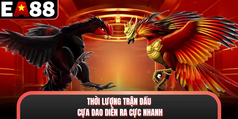 Thời lượng trận đấu cựa dao diễn ra cực nhanh