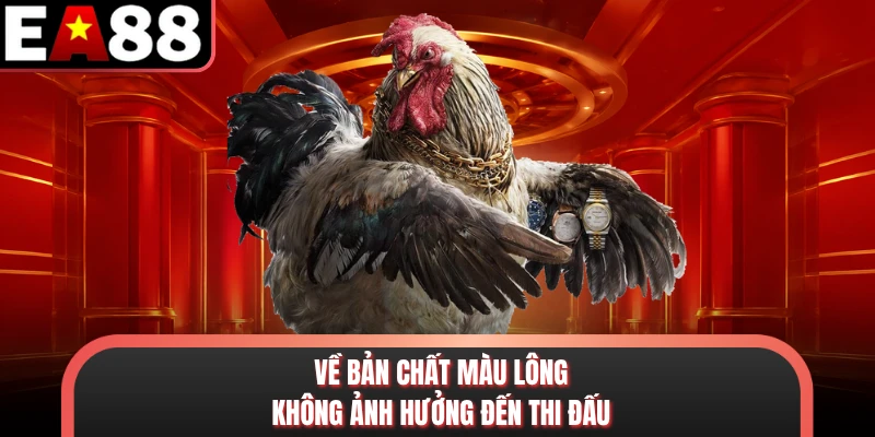 Về bản chất màu lông không ảnh hưởng đến thi đấu